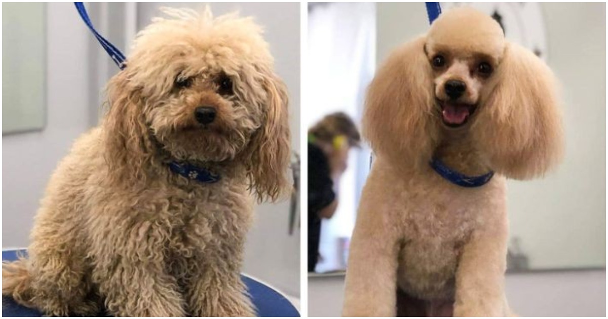 Преди и след: 20 кучета, които са посетили фризьорския салон