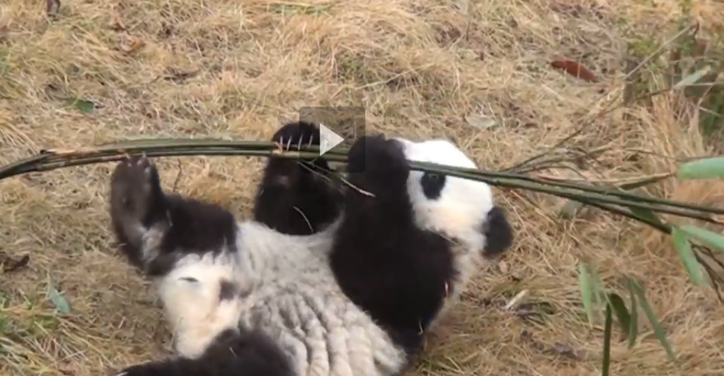 Бебе-панда в неравна битка с бамбуково дърво (ВИДЕО)
