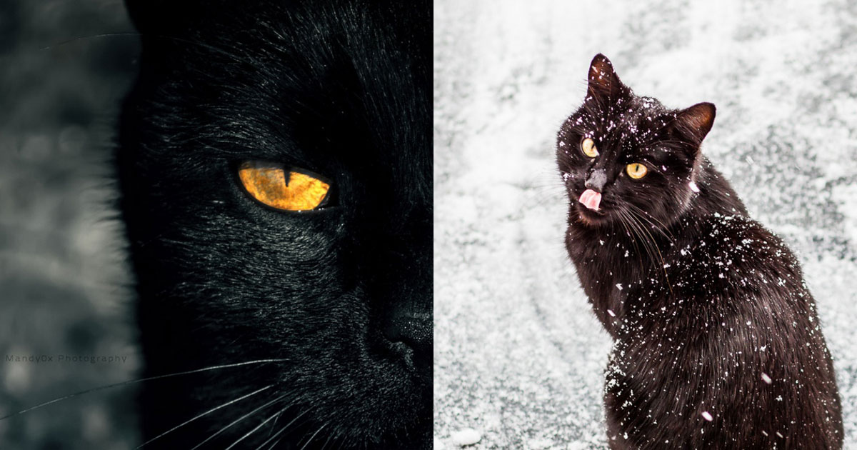 Черни като нощта: Котенца, които ще откраднат сърцето ви
