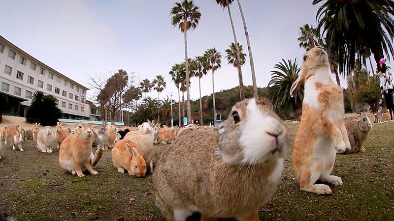 Историята на „Островът на зайците“