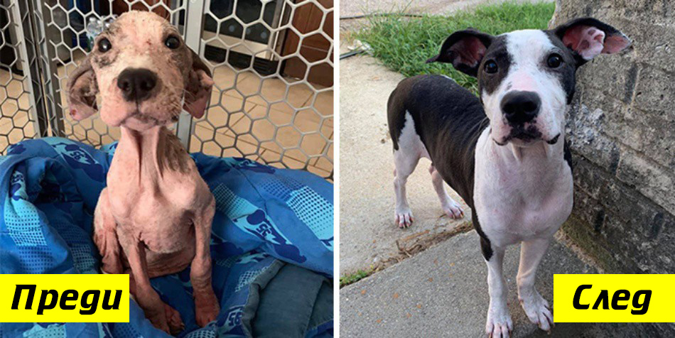 Преди и сега: Невероятната трансформация на осиновените животинки