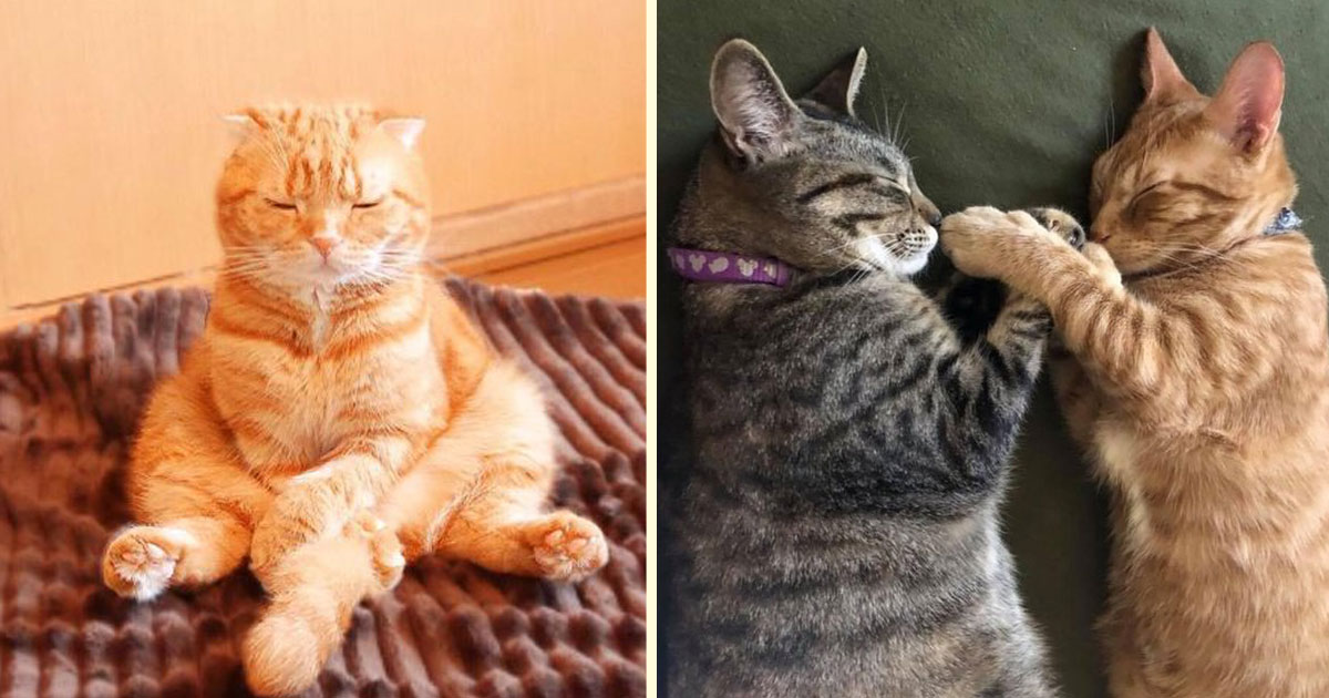 Само за снимка: 17 котенца, които знаят, че сънят е най-важната задача за деня