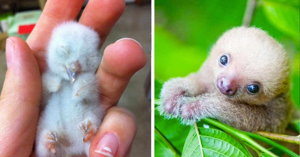 Малки сладури: Ето как изглеждат животните като бебета