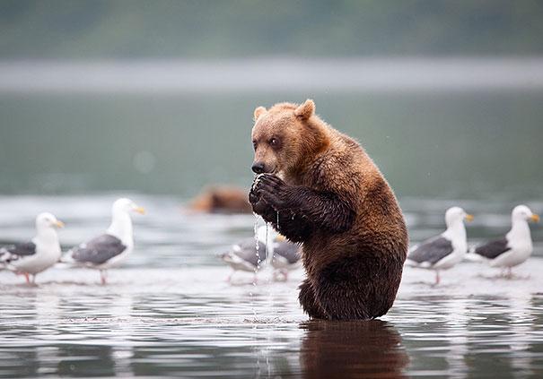 33 снимки на мечки, които правят човешки неща