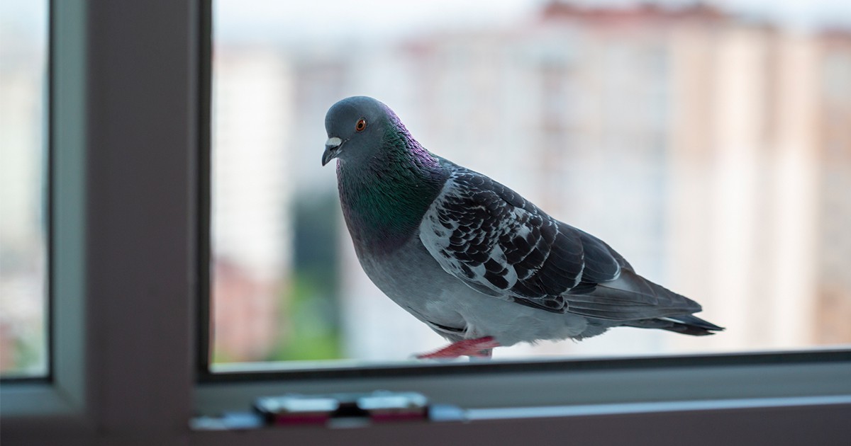 Добра поличба или не: Какво значи, ако гълъб кацне на прозореца ви