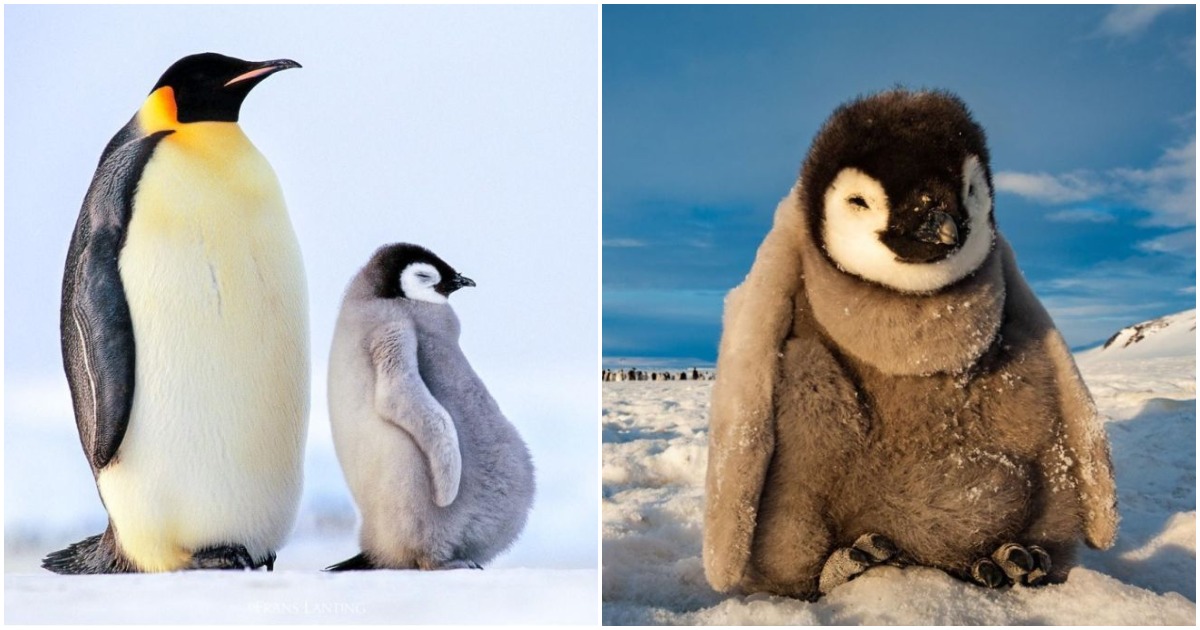 Сладки симпатяги: 20 интересни факта за очарователните пингвини