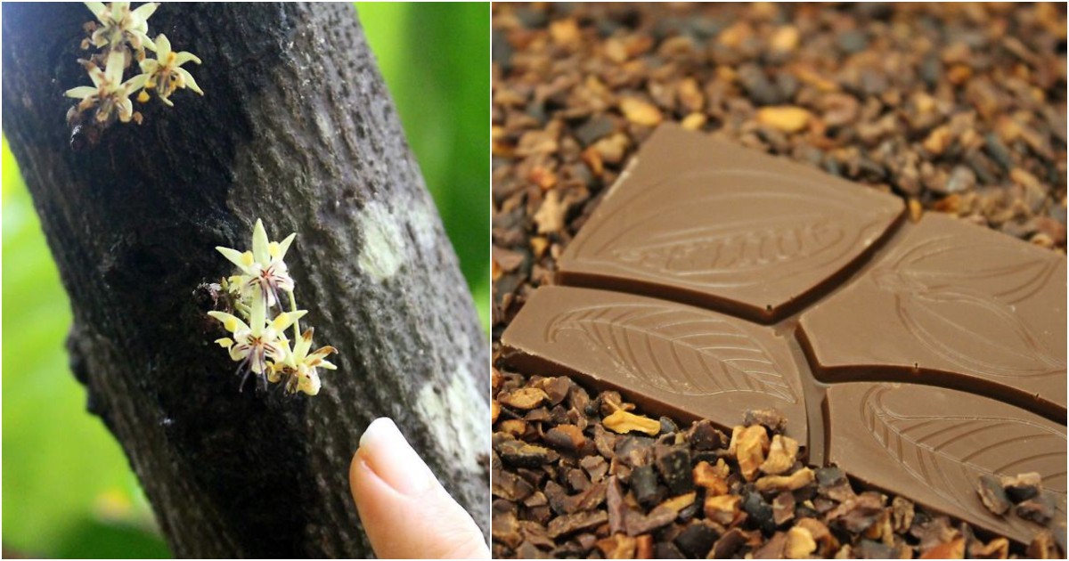 Вижте как се прави шоколад