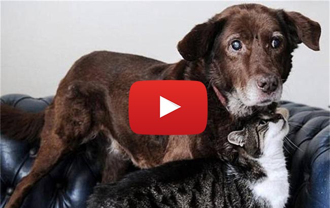 Това сляпо куче има котка водач, която да му помага (Видео)