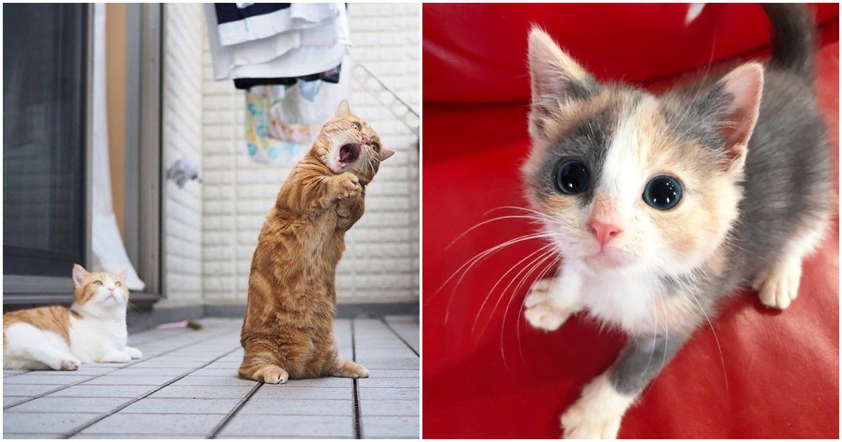 Сладки, пухкави и непредсказуеми: 17 котенца, които ще разтопят всяко сърце