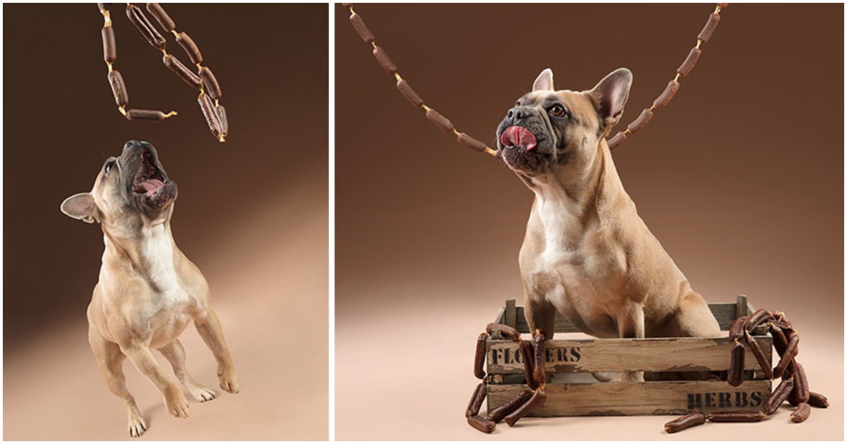 Забавно: 10 снимки, които илюстрират отношенията на кучетата с храната