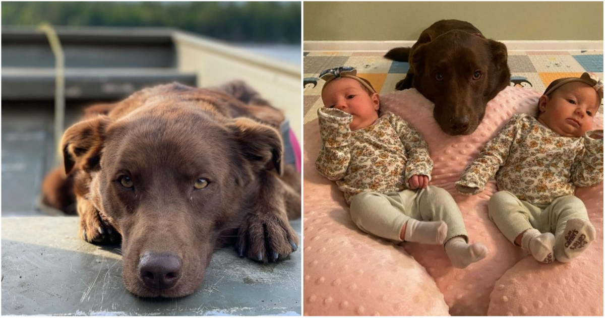 Когато в семейството се появи бебе много собственици на кучета