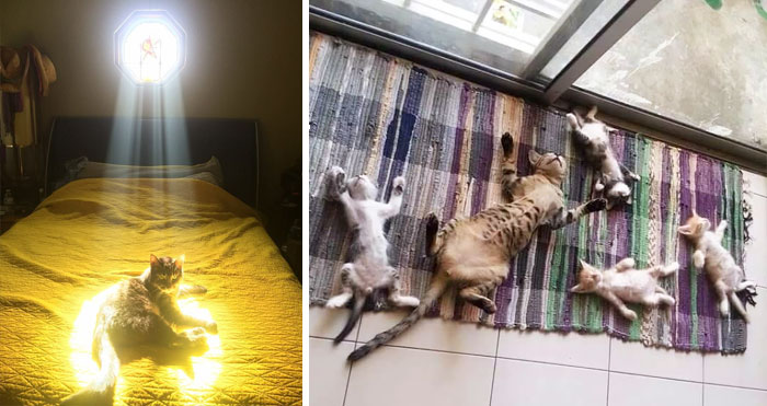 Котки, които обичат слънцето повече от всичко