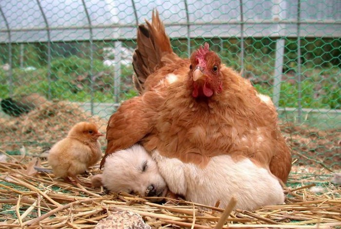 Ето защо кокошките са най-добрите майки в царството на животните