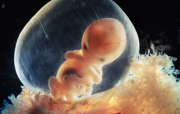 Раждането на един живот: Снимки на ембрион, развиващ се в утробата