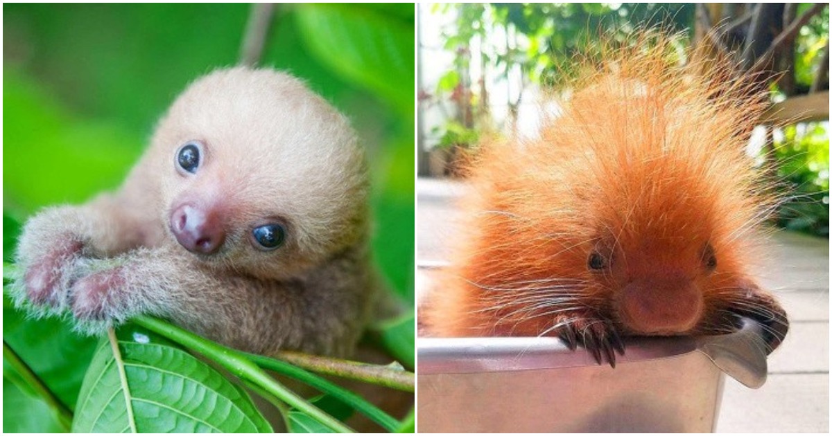 Малки сладури: 20 снимки на животни бебета, които ще ви накарат да се усмихнете