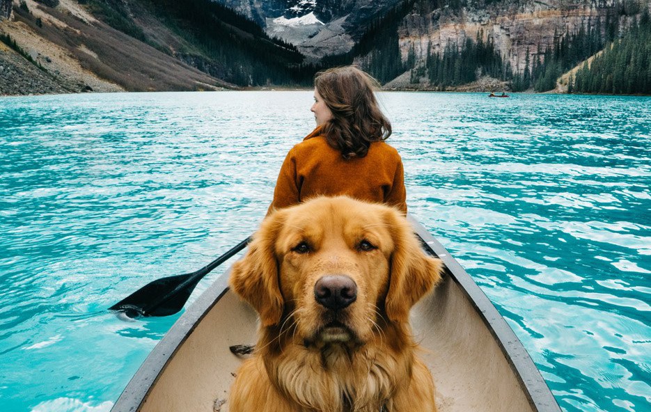 16 очарователни кучета пътешественици