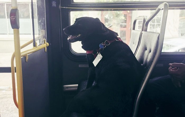 Всеки ден това куче пътува само с автобуса, за да отиде в парка