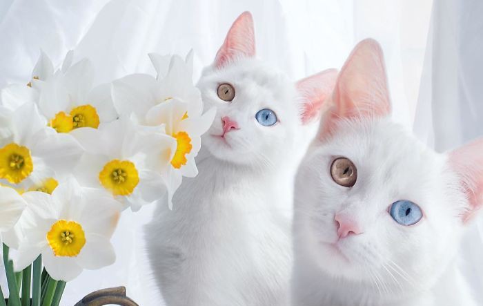 Запознайте се с най-красивите котки близначки