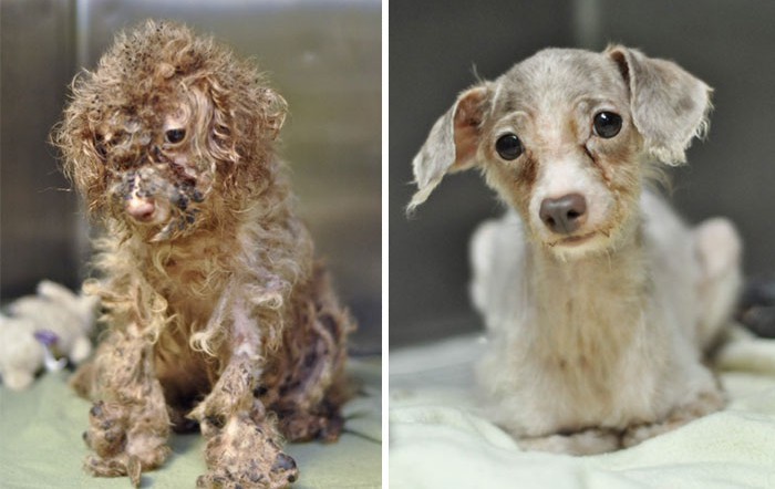 16 снимки на изоставени кучета - преди и след