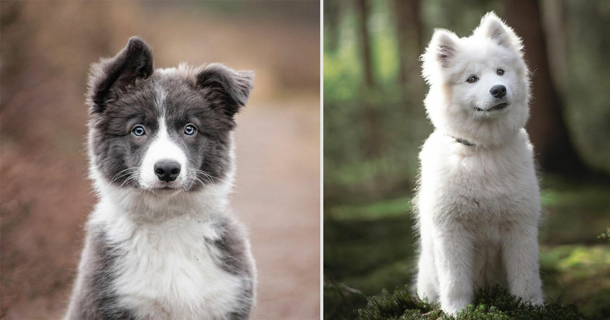 26 очарователни снимки на кучета за прекрасен старт на деня