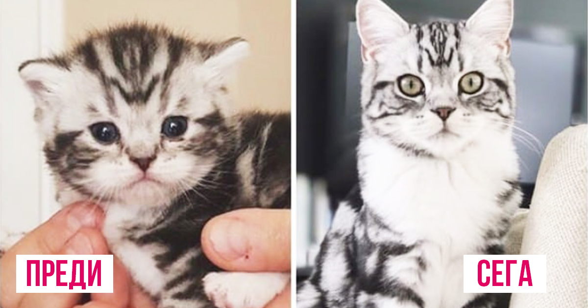 Пухкава трансформация: 15 котета, които ще ви накарат да се усмихнете