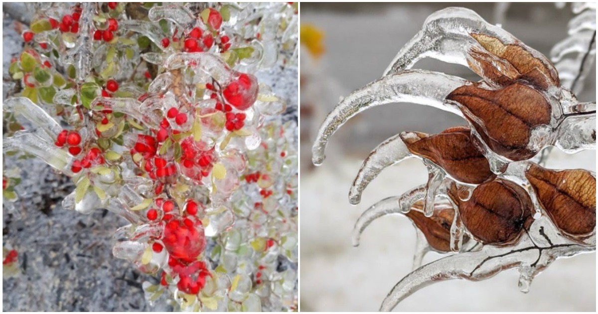 Ледени шедьоври: 19 изумителни снимки на замръзнали цветя