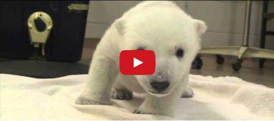 Първите стъпки на новородено бяло мече (Видео)