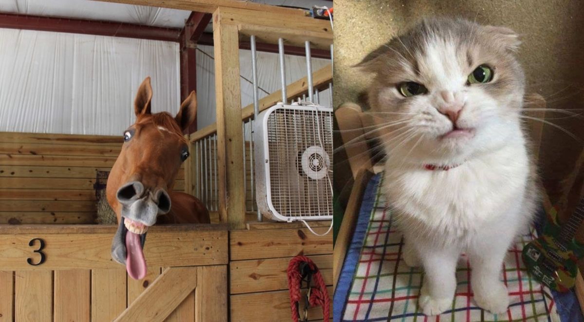 Странни, но прекрасни: 12 животинки, които ще ви разсмеят от сърце