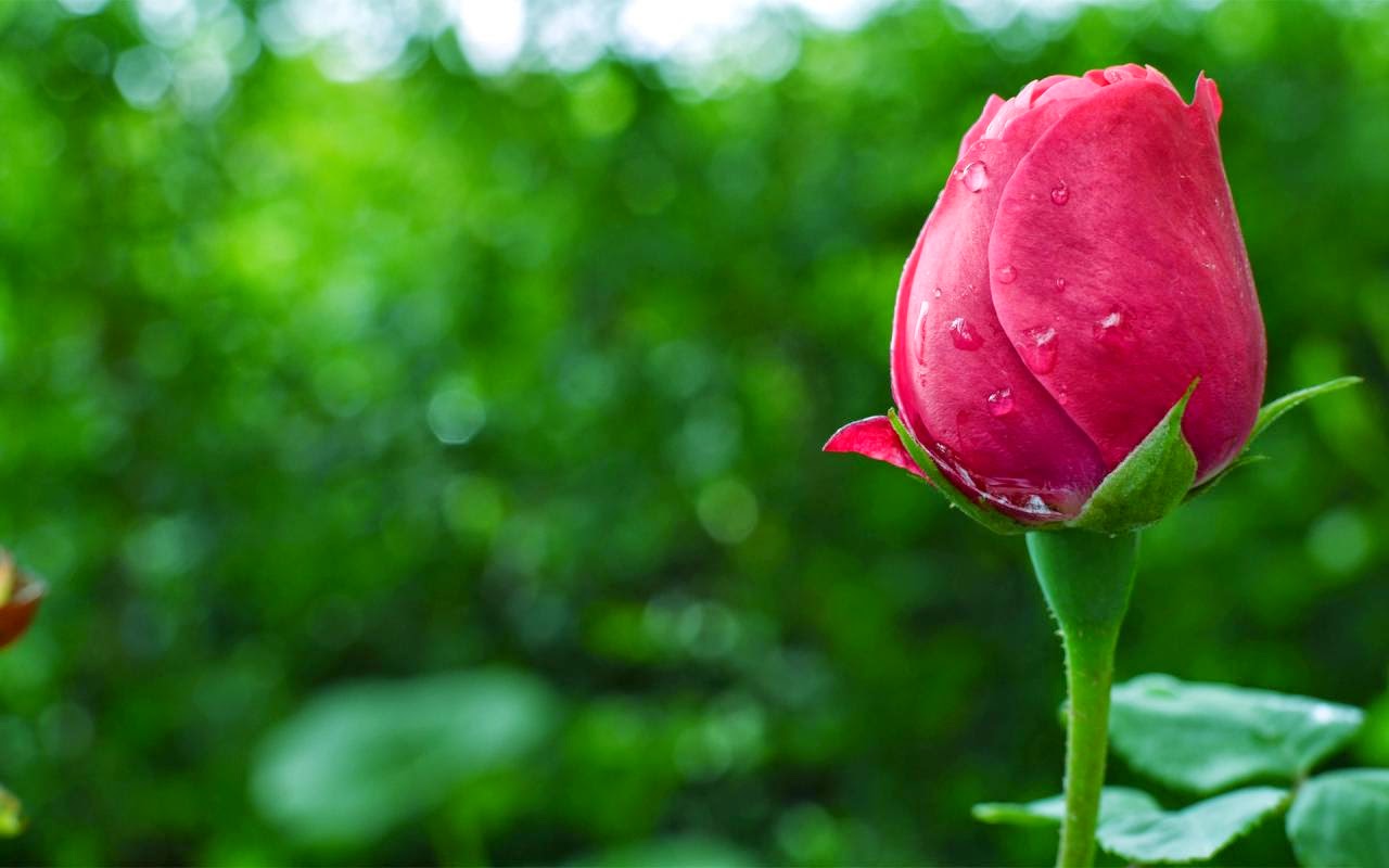 Една красива притча: Защо розите имат бодли?
