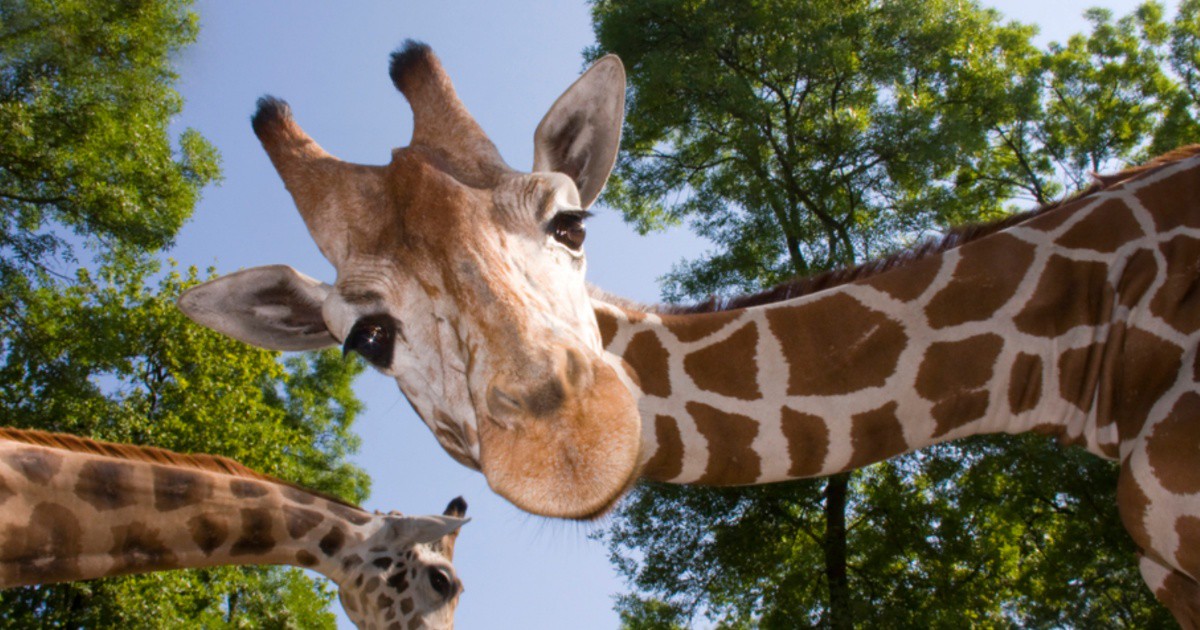 Чудо на природата: Роди се жирафче БЕЗ петна (СНИМКИ)