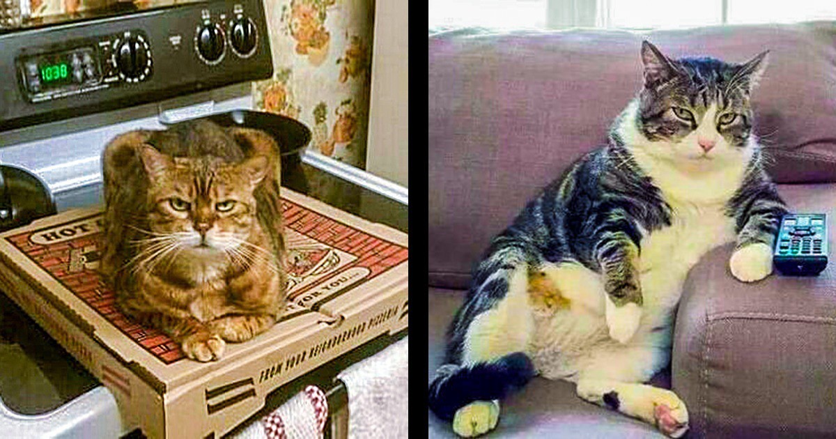 Сладки, но гадни: 18 снимки, които доказват, че котките не играят по чужди правила