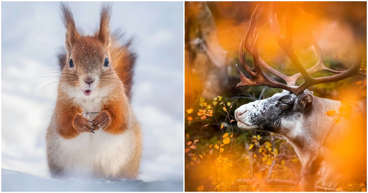 Фото конкурс: Топ 25 на най-добрите снимки на животни